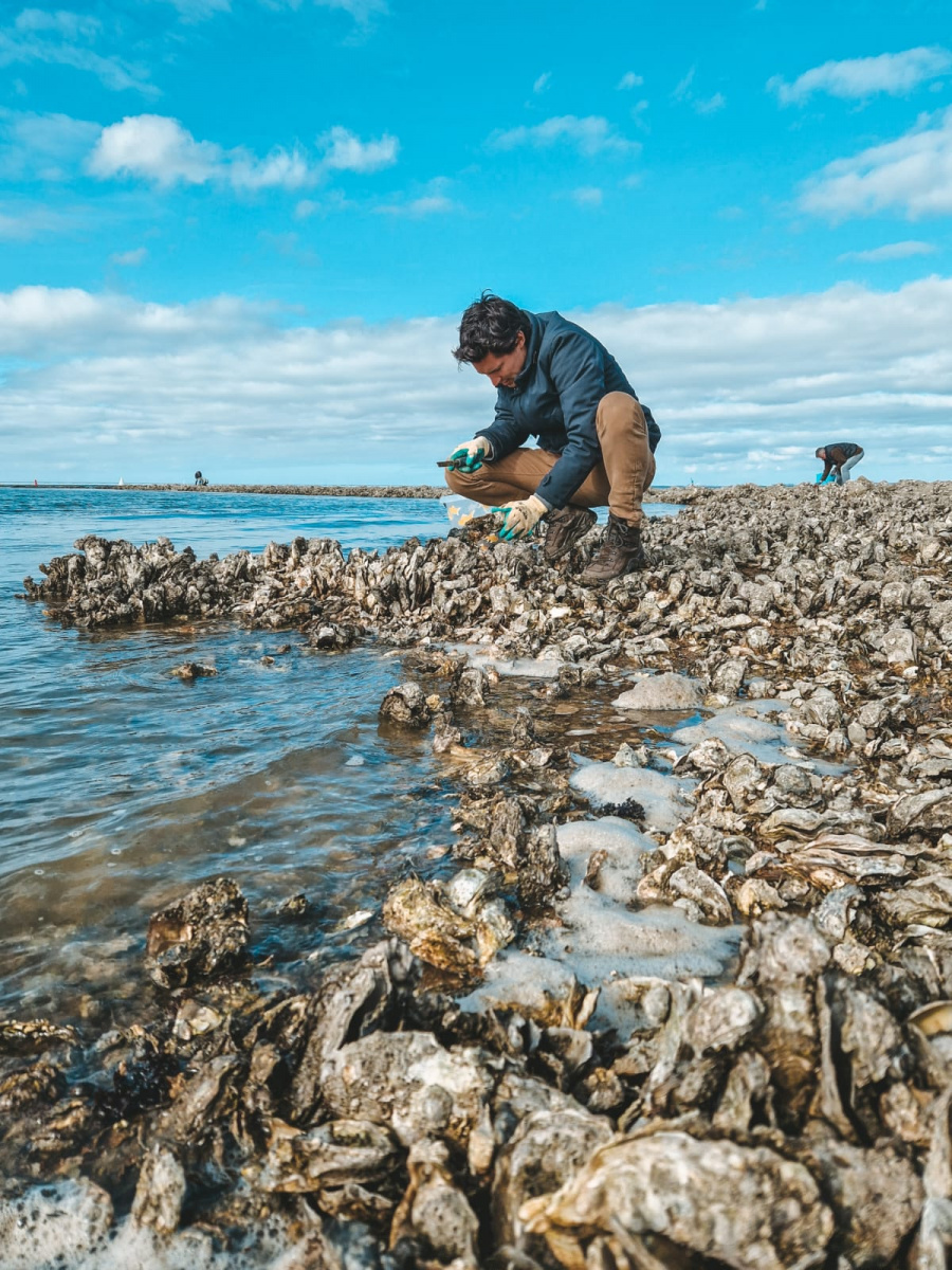 oesters plukken Zeeland